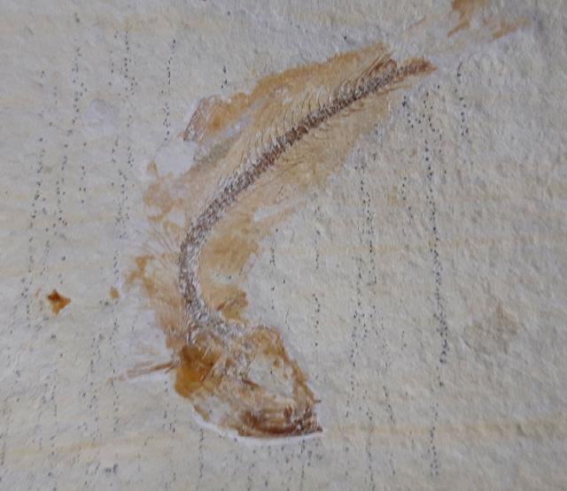 Tharsis dubius (BLAINVILLE 1818) - Bild &copy; FossNet FossilienStore
